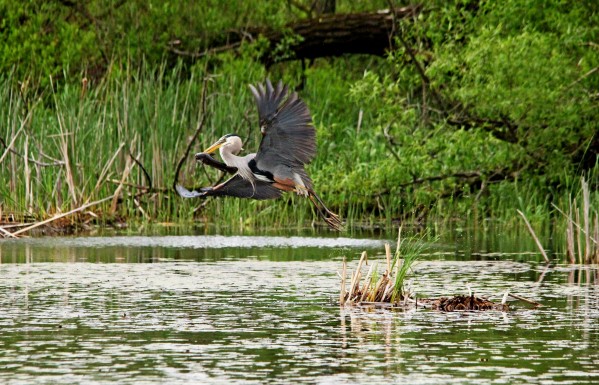 Great Blue Heron With Catfish by Deb Oppermann